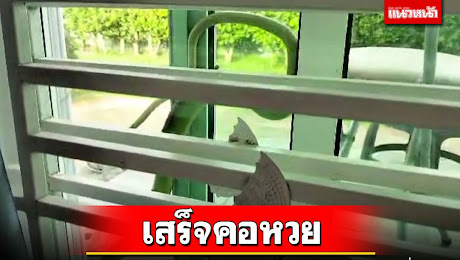 ข่าว Like สาระ - สาวพะเยาผงะ!งูเขียวเกาะหน้าต่างถ่ายคลิปลงเฟสคอหวย-ชาวเน็ตแห่ถามเลขที่บ้าน