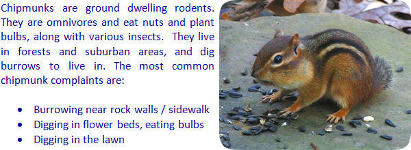 Chipmunks are attracted to areas that offer food and shelter. How To Keep Chipmunks Away From Your House Or Yard