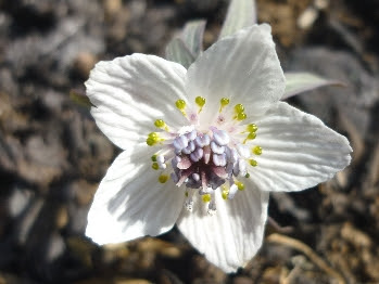 すべての花の画像 最新ひとりしずか 花言葉