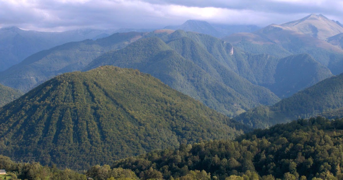  GUNUNG  HUTAN  Kosem Blog