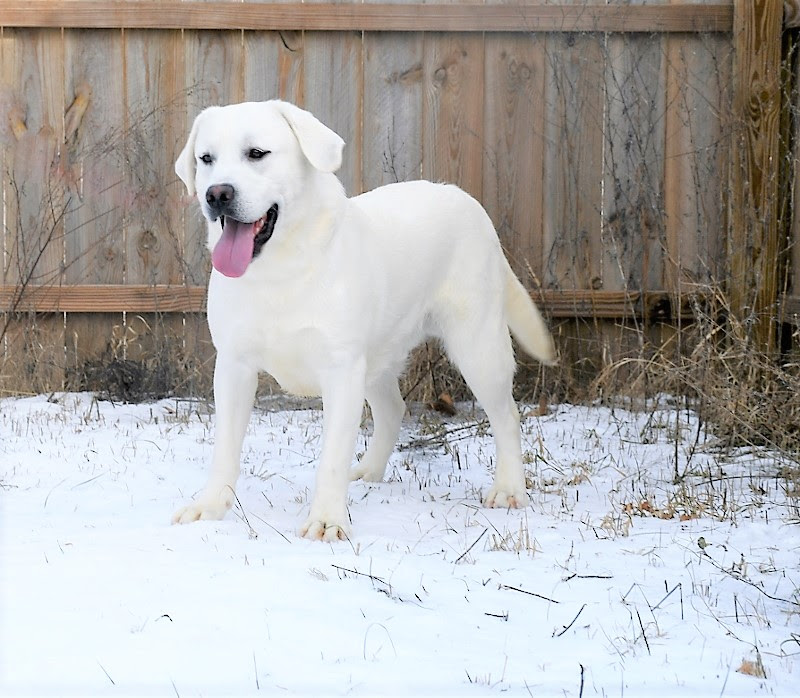 We did not find results for: English White Lab 1 Amazing White Lab Puppies Lab Puppies Wisconsin