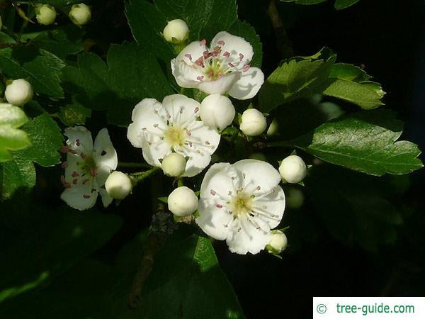 Hawthorn is the perfect setting to host your special event. Common Hawthorn Crataegus Monogyna