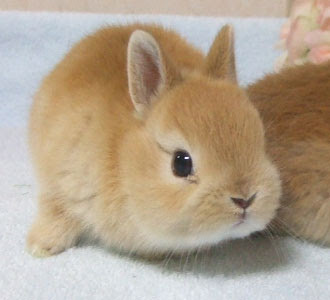 Kasword 可愛い うさぎ の 赤ちゃん