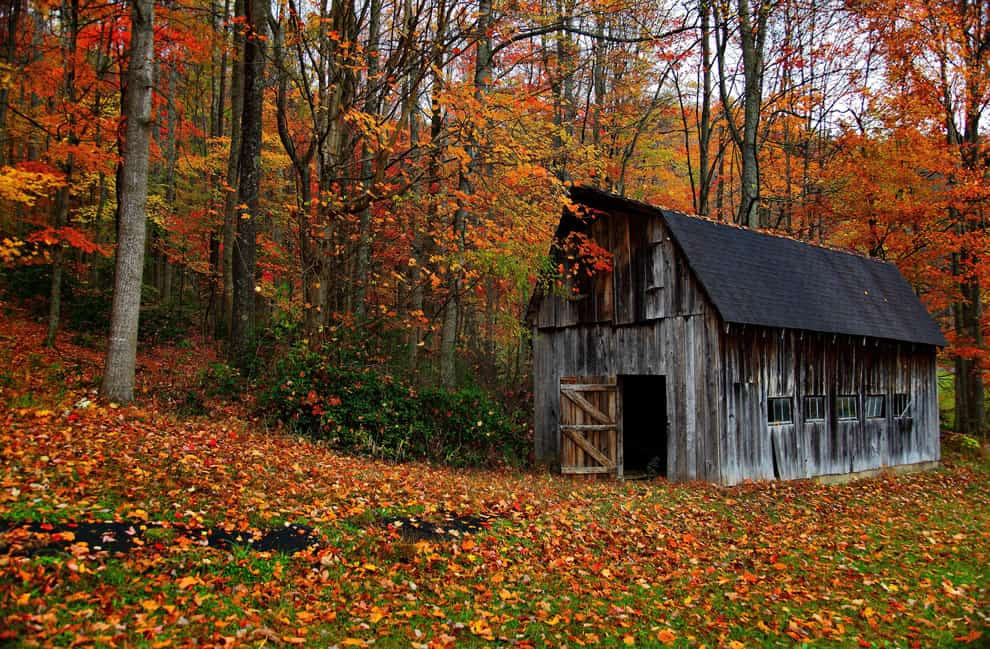 Fall foliage and country-barn, Autumn in West Virginia