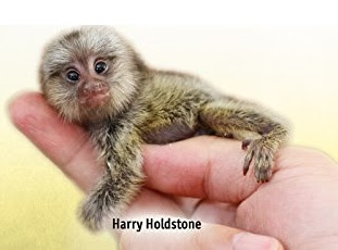 There are several types of primates that are kept as pets, including chimpanzees, tamarins, and tiny marmosets, but most are not suitable pets. Finger Monkey Pygmy Marmoset Facts