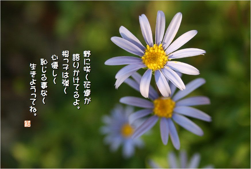 すべての美しい花の画像 75 瑠璃 花 言葉
