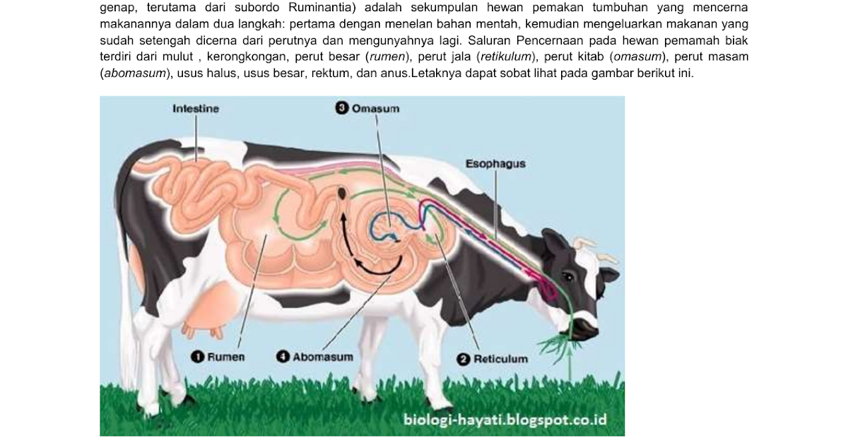 Gambar Alat Pencernaan  Pada Hewan  Ruminansia  Gambar Hewan 