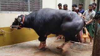 Cow qurbani saith house part 1. Qurbani 3gp Mp4 Hd Download