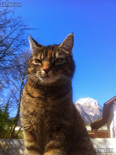 Suchplakat für eine entlaufene katze schreiben. Meldung Nr 198 678 Vermisst Katze In 6052 Hergiswil Nw