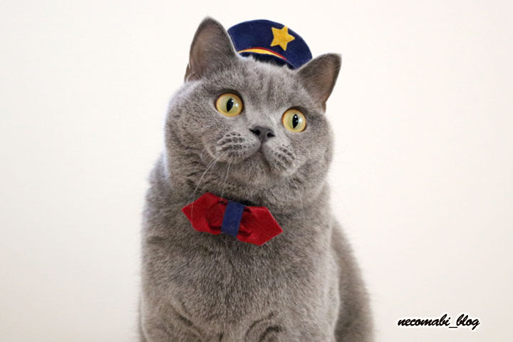 猫 かぶり もの 手作り 100 で最高の画像