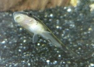 オトシンクルスの飼い方 コケがなくなった場合の代用餌も解説 里海 伊勢志摩鳥羽の自然と観光