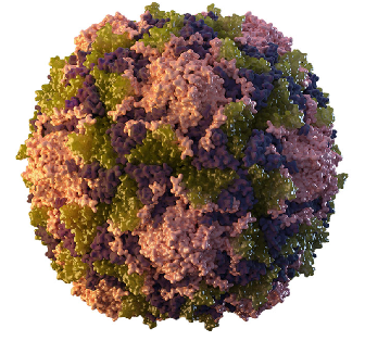 3D of single poliovirus particle