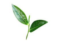 Tea Tree Oil
