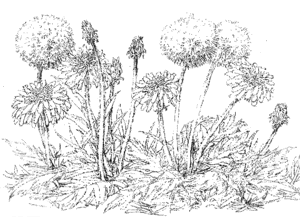√画像をダウンロード 花 風景 塗り絵 158753