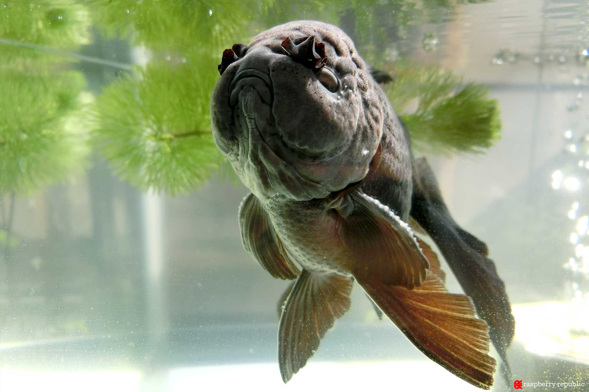 水槽 白い浮遊物 バクテリア 水槽 白い浮遊物 バクテリア Josspixmxda