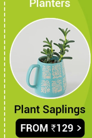 Plant Saplings