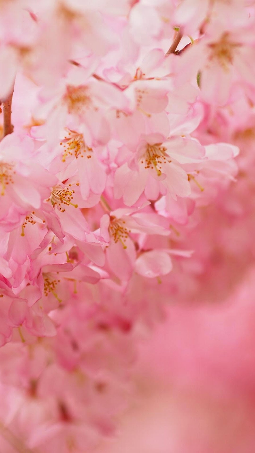ディズニー画像ランド 無料印刷可能iphone スマホ 壁紙 桜