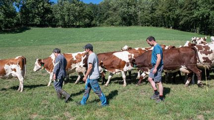 'La Ferme des Bertrand' : trois frères paysans racontent cinquante ans d'une vie de labeur sur fond de crise agricole