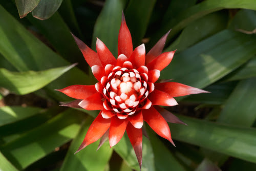 ベスト50 グズマニア 花が咲かない すべての美しい花の画像