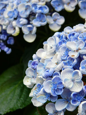 オタフク アジサイ おたふく 紫陽花 花言葉