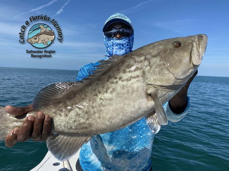 gag grouper