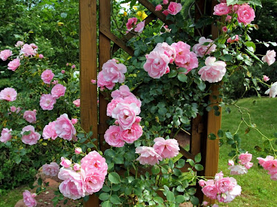 【ベストコレクション】 薔薇 植える 時期 165462