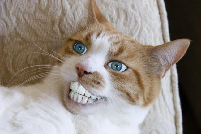 Hd限定おもしろ 猫 壁紙 すべての美しい花の画像