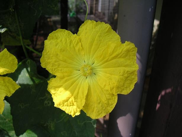 すべての花の画像 ベスト50 ヘチマ 雄花