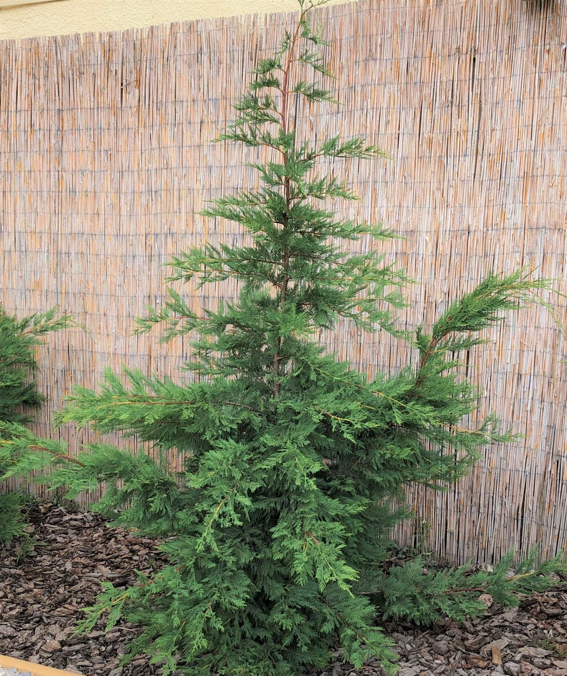 A leyland ciprus két fajta növény kereszteződéséből a monterey ciprus cupressus macrocarpa és az alaszkai cédrus chamaecyparis nootkatensis jött létre. Leyland Ciprus Margareta Kerteszet