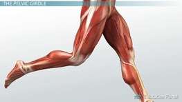 3d interactive models and video tutorials on the anatomy of the thigh, including musculature, bones, blood supply and innervation. Muscular Function And Anatomy Of The Upper Leg Video Lesson Transcript Study Com