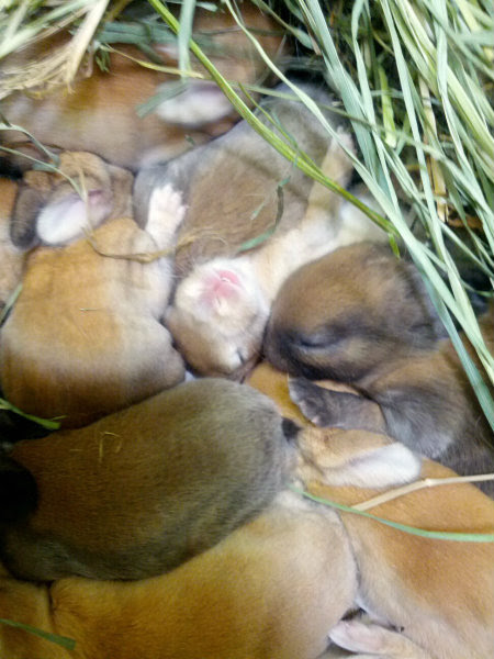 Bathing a newborn may seem daunting at first, but with a little preparation and the right setup, baby's first bath (and those once the umbilical cord stump has fallen off, you can start giving baby full baths. Baby Rabbits Domestic Wabbitwiki