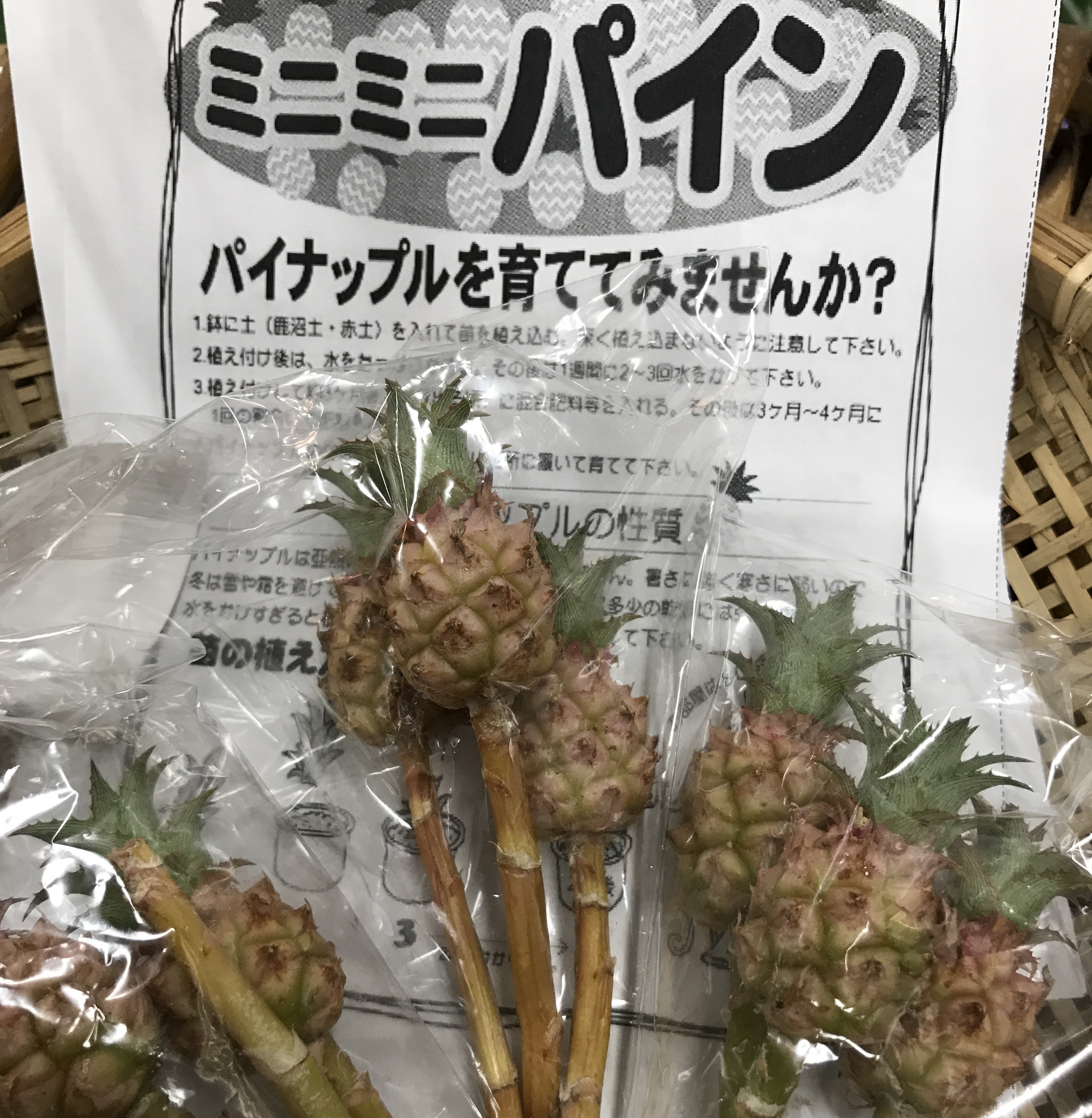 心に強く訴えるミニパイナップル 育て方 最高の花の画像
