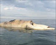 North Atlantic right whale carcass