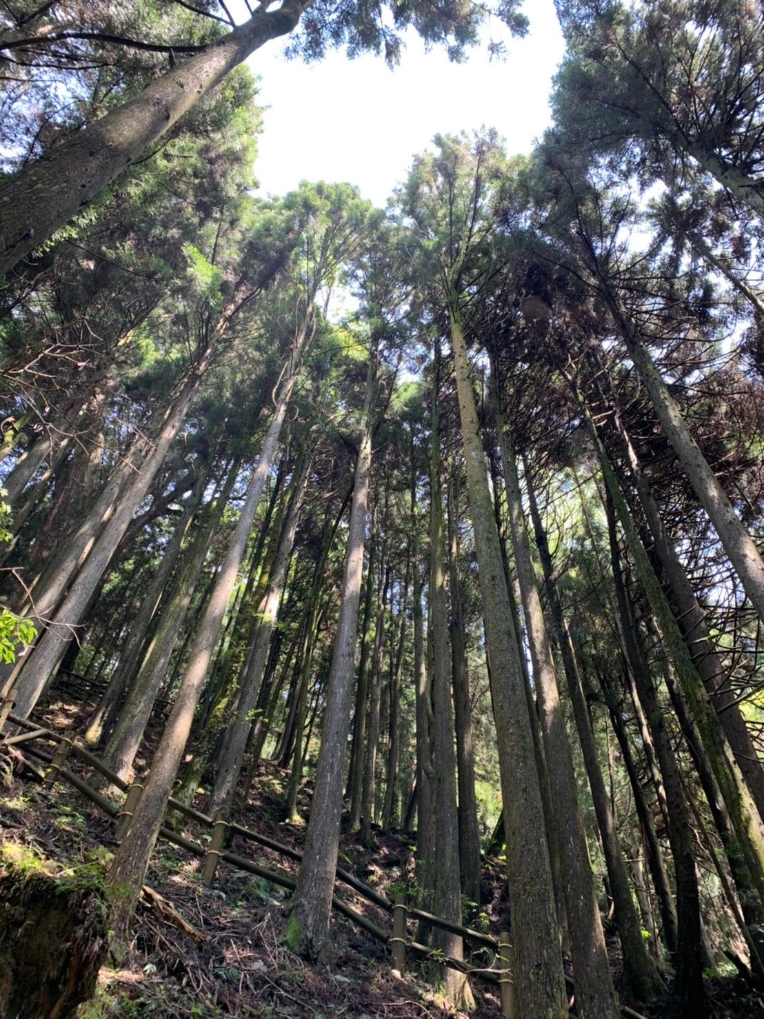 雪霸森林公園隨手拍(圖片來源：大興旅行社)