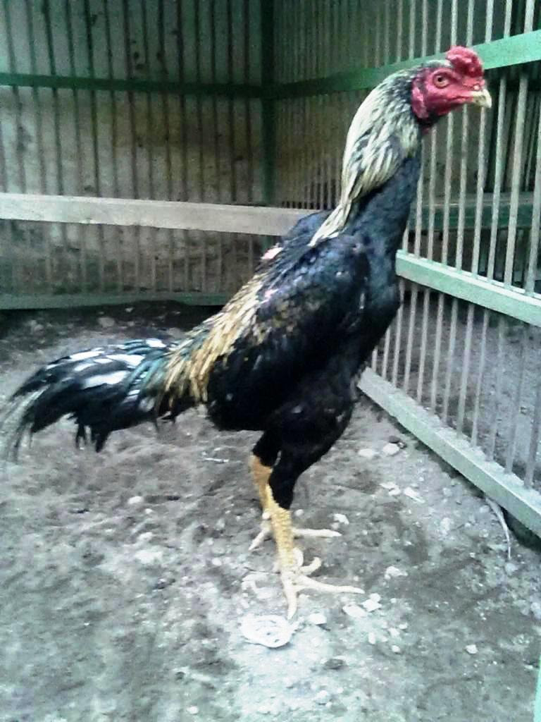 17 Tren Gambar Animasi  Ayam  Petarung