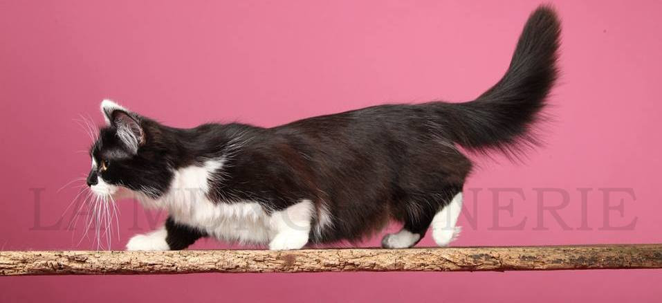 Mini Chat Munchkin A Vendre Get Images