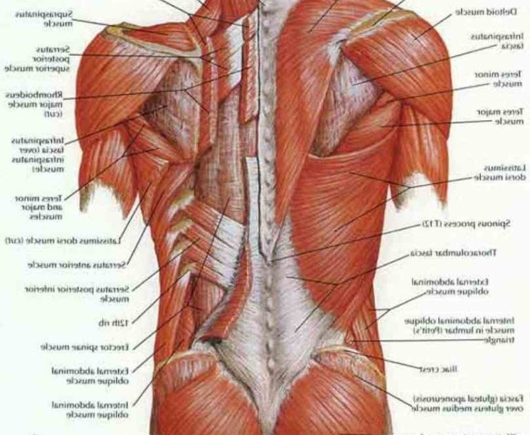 Lower Body Muscle Names : The massive muscle anatomy and ...