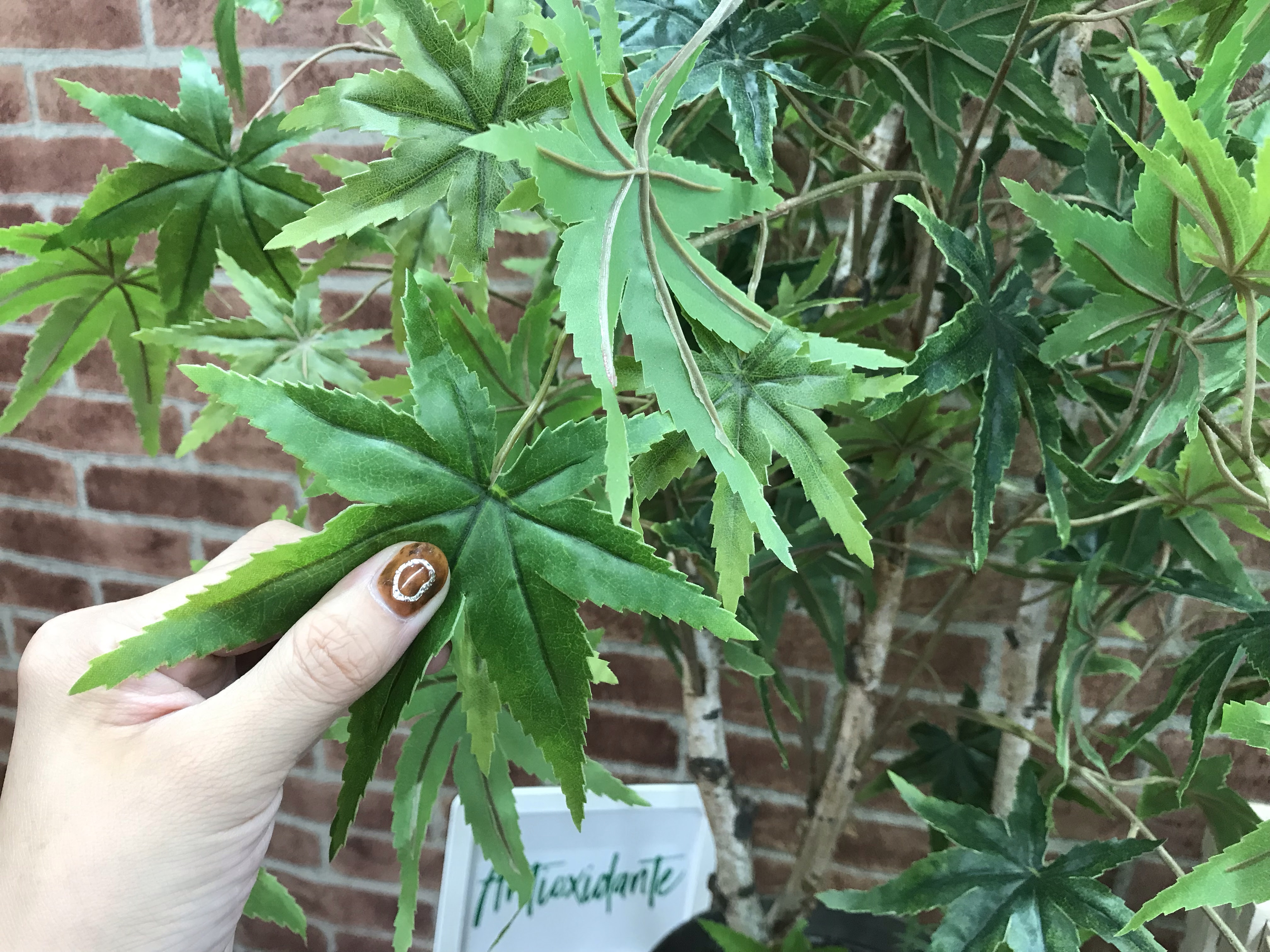 ベスト 大麻 栽培 臭い 対策
