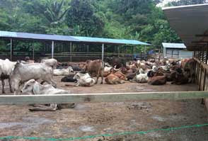See more ideas about goat house, goat farming, goats. Madac Malaysian Dairy Corporation