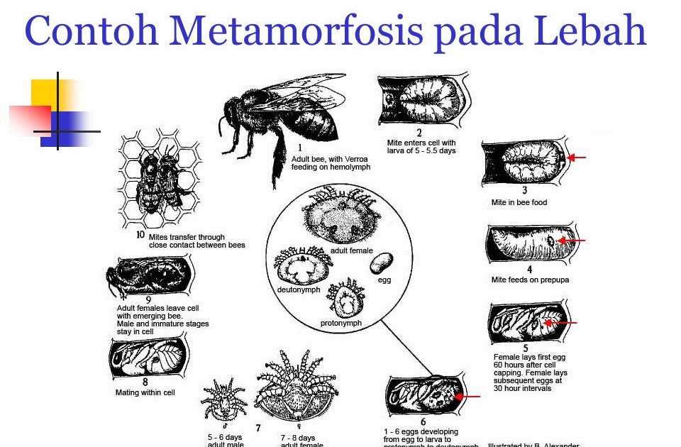55 Gambar  Siklus Metamorfosis  Lebah  Terbaik Never Mind