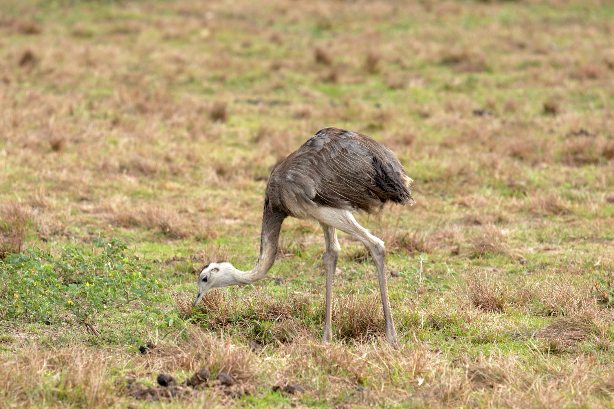 emas emas national park brazil