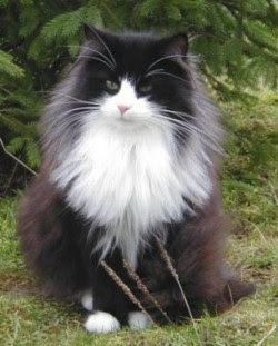Chat Norvegien Noir Smoke