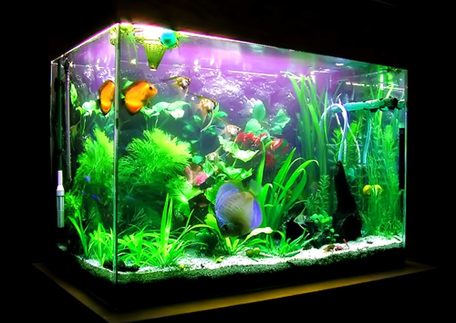 60 Paling Top Gambar Ikan Hias Aquarium