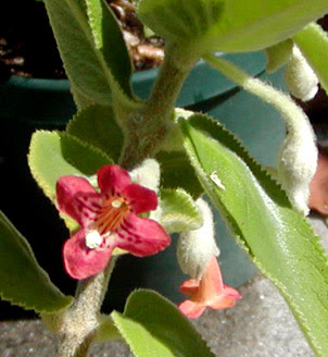 Digitalis lanata, like some other foxglove species, is highly toxic in all parts of the plant. Vanhouttea Lanata