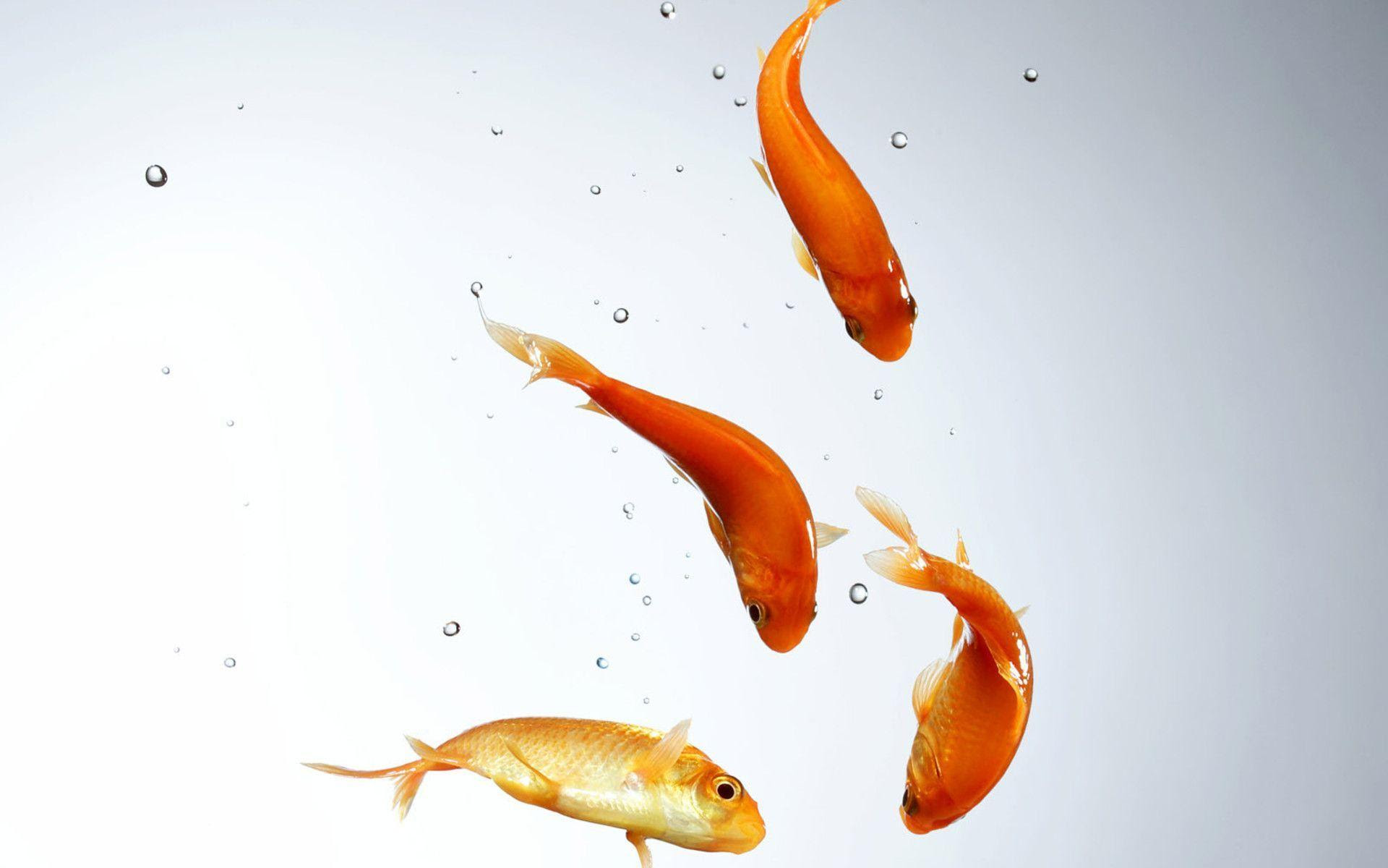 Download Wallpaper Gambar Ikan Kumpulan Wallpaper