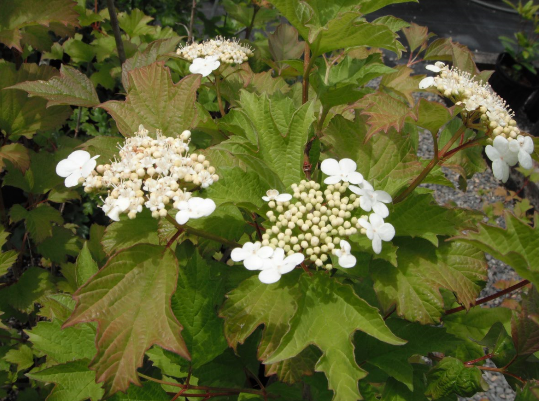American Cranberrybush Viburnum Opulus Native Plants Pnw Plus, your favorite recipes will taste. native plants pnw