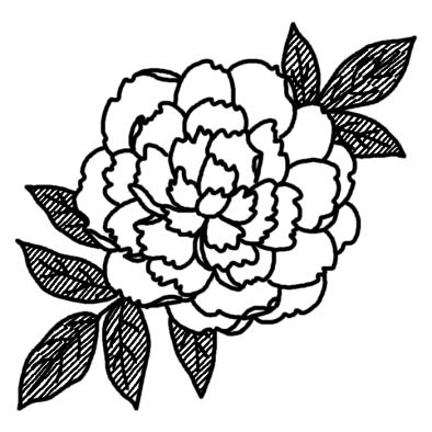 かわいい動物画像 綺麗な芍薬 イラスト 白黒