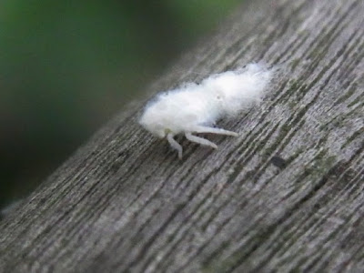 画像 白い ふわふわ 虫 140935