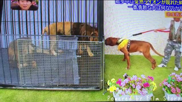 1000以上 土佐 犬 ライオン 土佐犬 ライオン Tulipuly