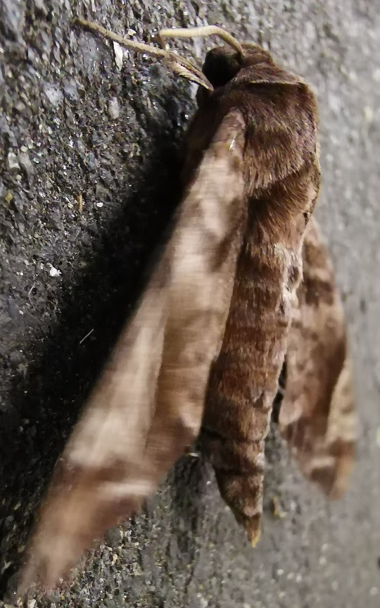 コレクション もふもふ 可愛い 虫 Saesipapictogt